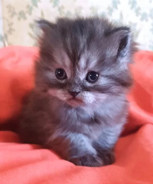 Gattino di persiano normotipico maschio  | Foto 0