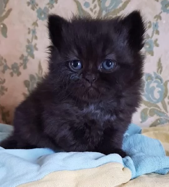 Gattina di persiano normotipico femmina  | Foto 5