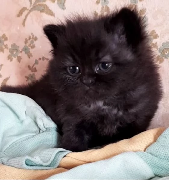 Gattina di persiano normotipico femmina  | Foto 4