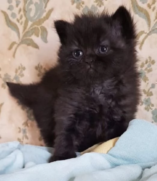 Gattina di persiano normotipico femmina  | Foto 3