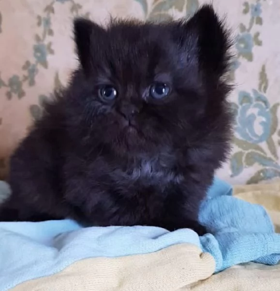 Gattina di persiano normotipico femmina 