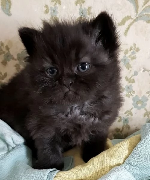 Gattina di persiano normotipico femmina  | Foto 2