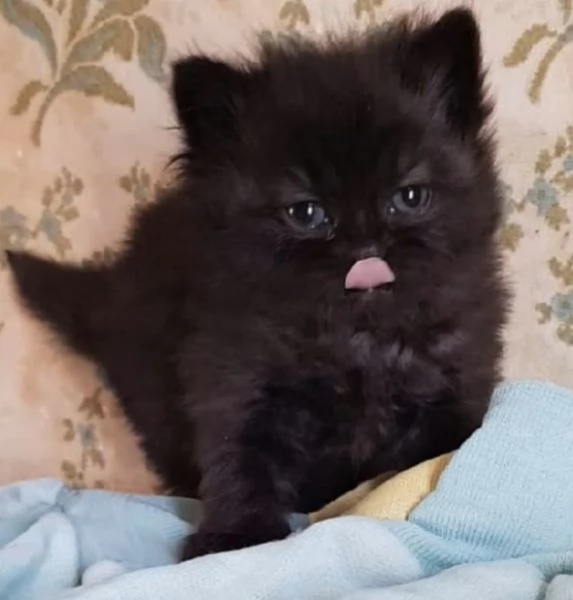 Gattina di persiano normotipico femmina  | Foto 1