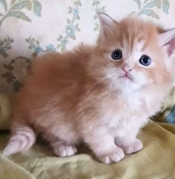 Cucciolotto di persiani normotipici maschio  | Foto 3