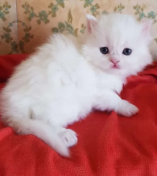 Cucciola di gatti persiani normotipici femmina | Foto 0