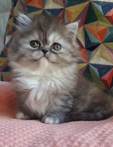 Gattina cucciola di gatti persiani femmina | Foto 6