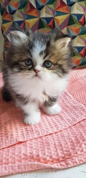Gattino cucciolo di persiani maschio | Foto 6