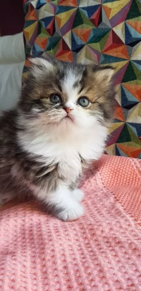 Gattino cucciolo di persiani maschio