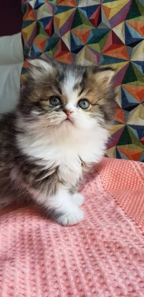 Gattino cucciolo di persiani maschio | Foto 5