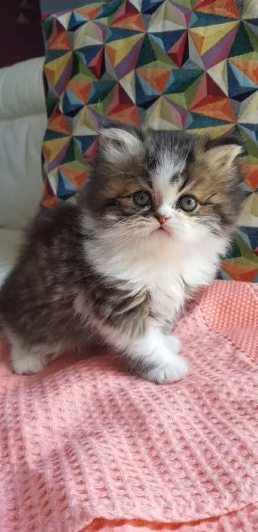 Gattino cucciolo di persiani maschio | Foto 4
