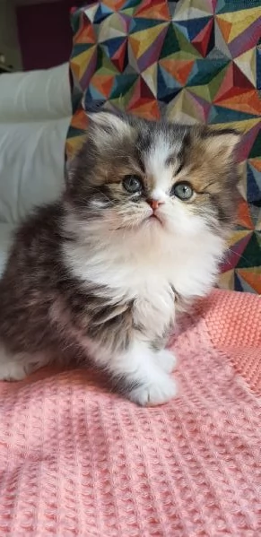 Gattino cucciolo di persiani maschio | Foto 3