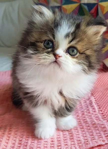 Gattino cucciolo di persiani maschio | Foto 2