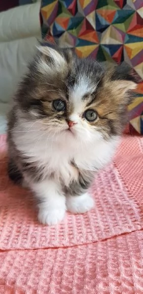 Gattino cucciolo di persiani maschio | Foto 1