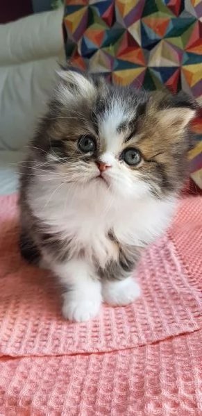 Gattino cucciolo di persiani maschio | Foto 0