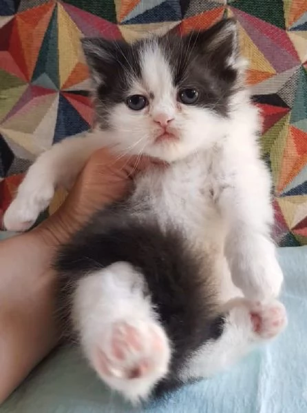 Cucciolina di gatti persiani FEMMINA  | Foto 6