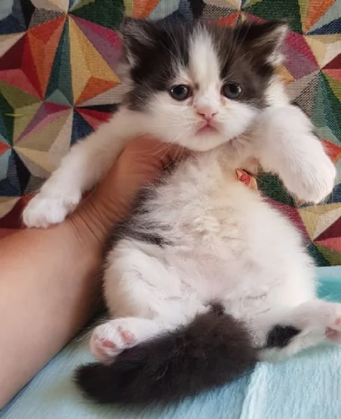 Cucciolina di gatti persiani FEMMINA  | Foto 5