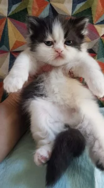 Cucciolina di gatti persiani FEMMINA  | Foto 4