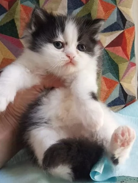 Cucciolina di gatti persiani FEMMINA 