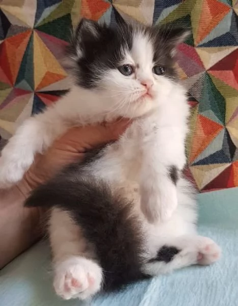 Cucciolina di gatti persiani FEMMINA  | Foto 2