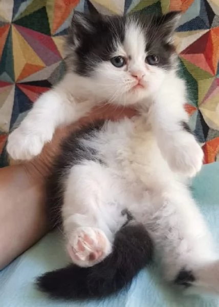 Cucciolina di gatti persiani FEMMINA  | Foto 1