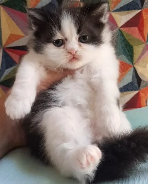 Cucciolina di gatti persiani FEMMINA  | Foto 0