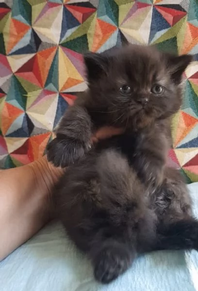 Cucciolotta di gatti persiani FEMMINA  | Foto 6