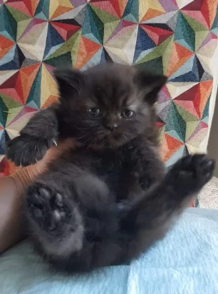 Cucciolotta di gatti persiani FEMMINA  | Foto 5