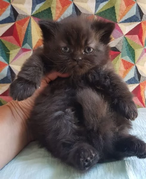 Cucciolotta di gatti persiani FEMMINA  | Foto 4
