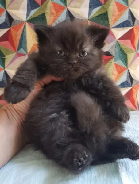 Cucciolotta di gatti persiani FEMMINA  | Foto 3