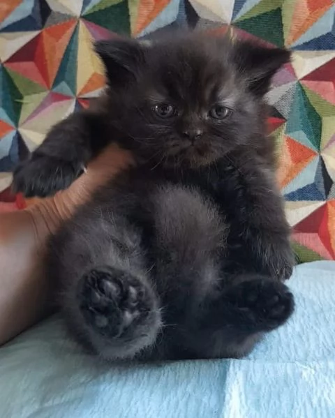 Cucciolotta di gatti persiani FEMMINA  | Foto 2