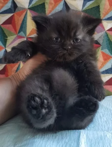 Cucciolotta di gatti persiani FEMMINA 