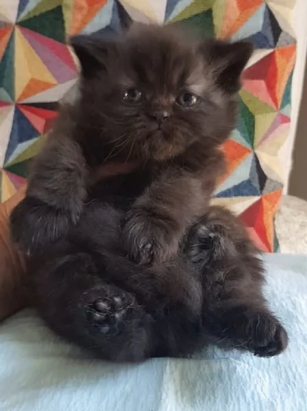 Cucciolotta di gatti persiani FEMMINA  | Foto 1