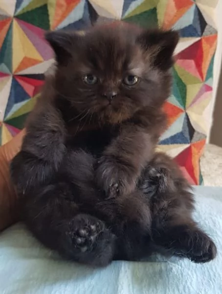 Cucciolotta di gatti persiani FEMMINA  | Foto 0