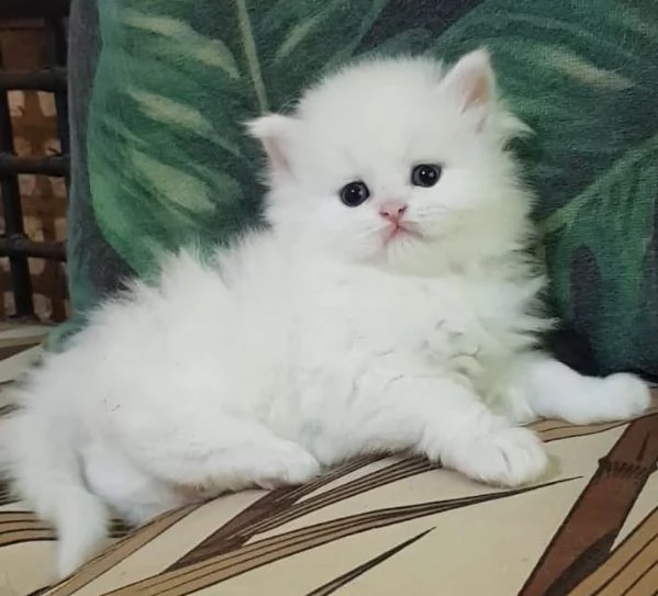 Cucciolo di persiani normotipici maschio  | Foto 6