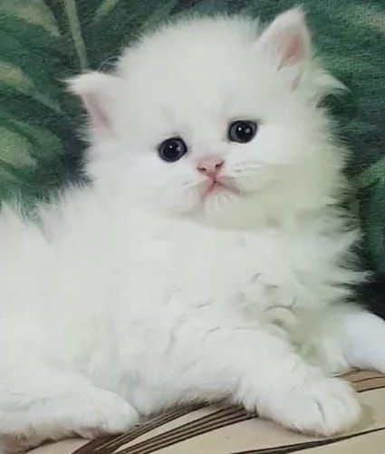 Cucciolo di persiani normotipici maschio 