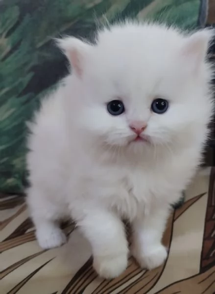 Cucciolo di persiani normotipici maschio  | Foto 5