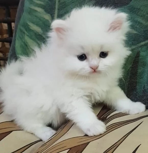 Cucciolo di persiani normotipici maschio  | Foto 4