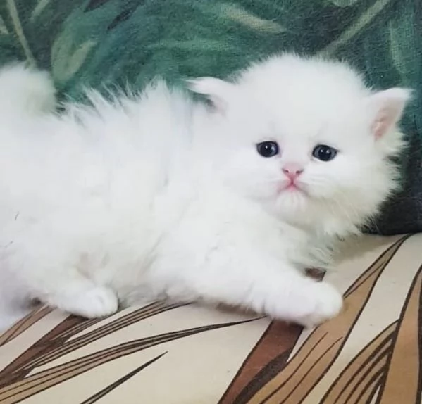 Cucciolo di persiani normotipici maschio  | Foto 3