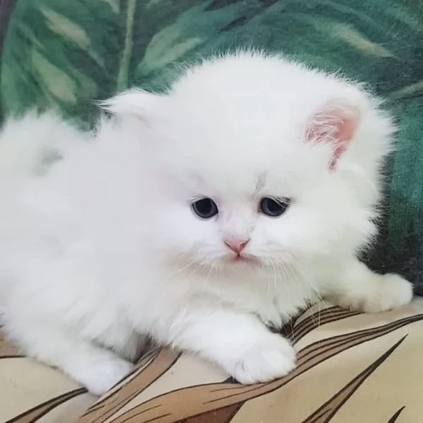 Cucciolo di persiani normotipici maschio  | Foto 2