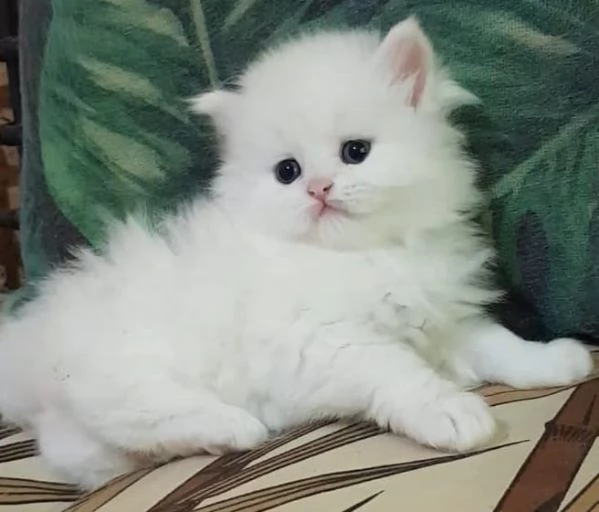 Cucciolo di persiani normotipici maschio  | Foto 1