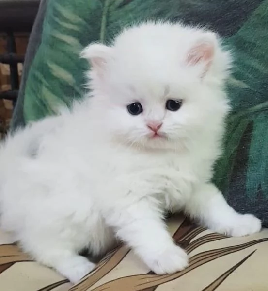 Cucciolo di persiani normotipici maschio  | Foto 0