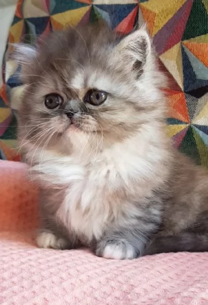 Cucciola di gatti persiani   femmina | Foto 5
