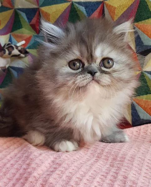 Cucciola di gatti persiani   femmina | Foto 4