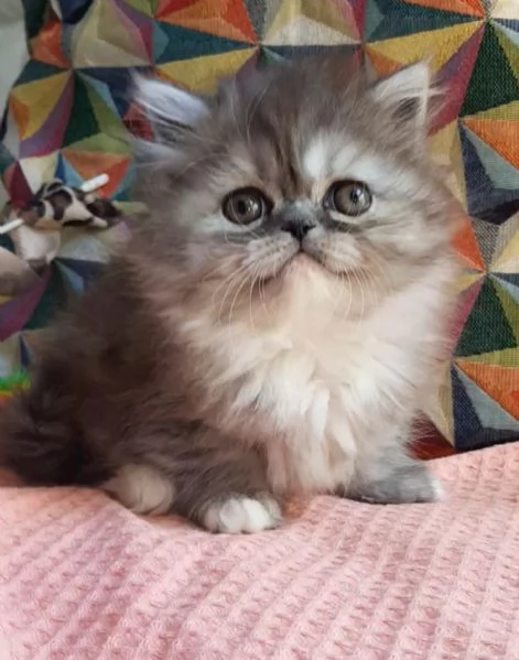 Cucciola di gatti persiani   femmina | Foto 3