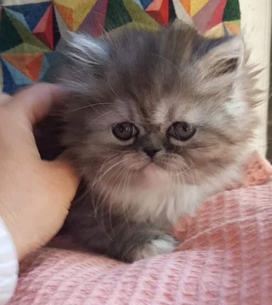 Cucciola di gatti persiani   femmina | Foto 2