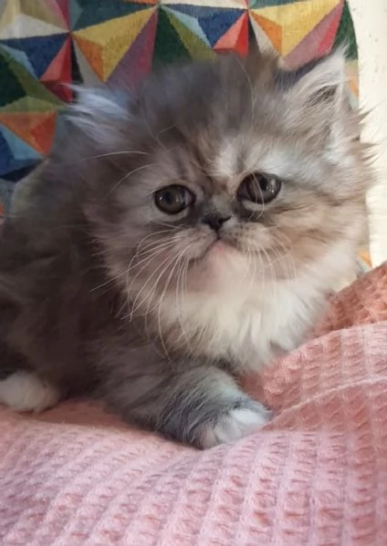 Cucciola di gatti persiani   femmina