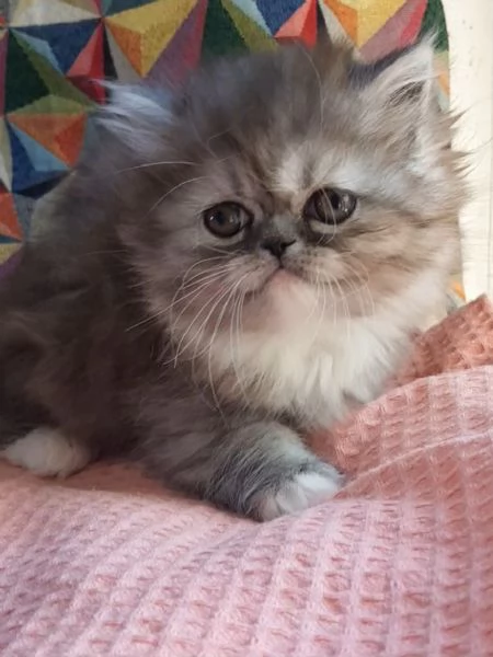 Cucciola di gatti persiani   femmina | Foto 1