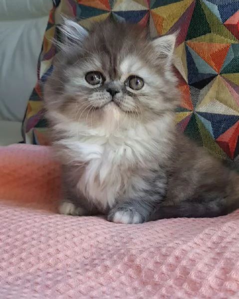 Cucciola di gatti persiani   femmina | Foto 0
