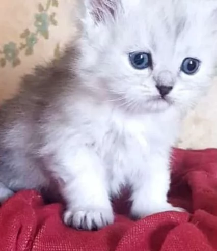 Cucciolo di persiani normotipici maschio  | Foto 5