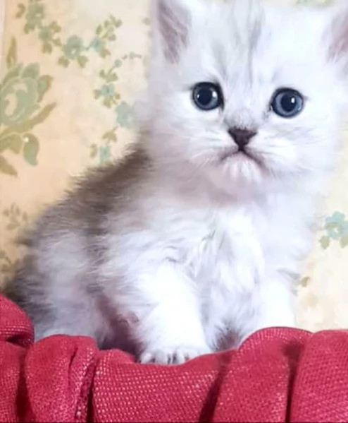 Cucciolo di persiani normotipici maschio  | Foto 4